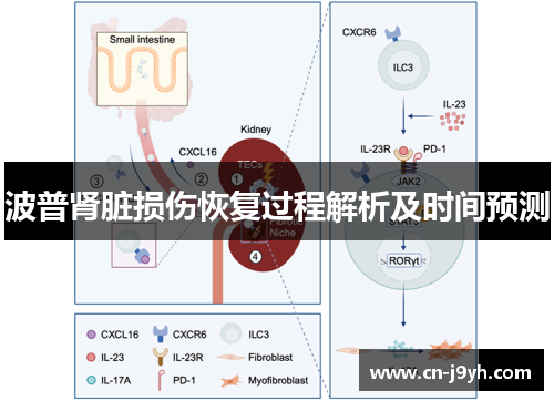 波普肾脏损伤恢复过程解析及时间预测